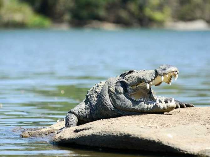 Crocodile Park
